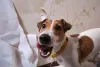 O cachorro que não recebe os estímulos corretos vai transferir toda a energia acumulada nos móveis, objetos e paredes da sua casa