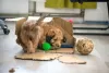 Investir no enriquecimento ambiental para cachorro é uma forma muito eficaz de deixar o animal distraído