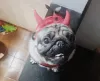 Pug fantasiado: esse é o Fred, amigão do Victor Hugo Carvalho, arrasando com a sua fantasia de diabinho para o Carnaval