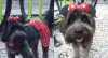 A fantasia da Duda, cachorrinha do João e da Vanessa, foi inspirada na Minnie Mouse. Ficou muito linda, né?