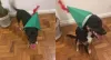 Já o Bartô, cachorrinho da Luana, ficou lindo com um chapeuzinho de Peter Pan