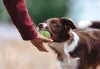 A clássica bolinha de tênis para cachorros tem um material mais resistente