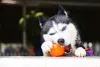 Bolinha para cachorro: sempre supervisione a brincadeira para o animal não engolir pedaço
