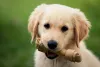 No caso de filhotes, os mordedores para cachorro ajudam a aliviar o desconforto dos dentinhos nascendo