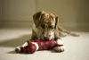 Os brinquedos para cachorro de pelúcia são companhias inseparáveis dos cães que passam mais tempo sozinhos