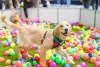 A piscina de bolinha para cachorro é o sonho de todo pet (e de seus donos também)