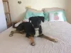 A luva para tirar pelo de cachorro funcionou bem com o Bartô, esse vira-lata de pelo curto