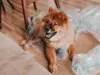 Com a Nala, uma Chow Chow mais peludinha, a experiência não foi muito boa