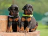Dois filhotes de Doberman juntos