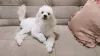 O cachorro Poodle é perfeito para quem busca um cãozinho carinhoso e alegre!