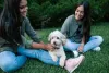 Raça Poodle é muito fiel e ama estar ao lado de seus donos