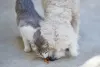 A raça de cachorro Poodle convive muito bem com animais de outras espécies