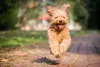 O Poodle - filhote ou adulto - é cheio de energia e não dispensa a oportunidade de brincar com os seus tutores