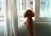 Poodle: personalidade do cão não permite que ele fique sozinho durante muito tempo