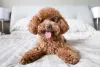 Procurando um Poodle porte pequeno? O Poodle toy é ideal para quem vive em apartamentos