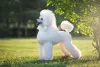 Poodle Grande ou Standard: o cão que deu origem à raça