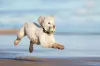 Poodle: cachorro é considerado um perfeito nadador e, por isso, ama brincar na água