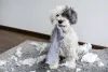 O Poodle - filhote e adulto - é bastante brincalhão e, às vezes, pode acabar fazendo algumas travessuras