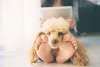 A raça Poodle é uma ótima companheira para todas as horas!