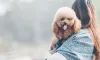 Poodle: porte pequeno pode ser encontrado nas versões Toy e Anão