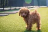 Em alguns casos, o Poodle filhote não possui os pelos totalmente encaracolados