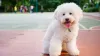 O preço de filhote de Poodle pode variar