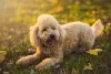 O cachorro Poodle é uma das raças mais inteligentes do mundo