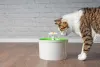 Fonte para gatos, semelhantes a um bebedouro, ajudam a estimular os felinos a beber mais água