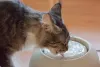 O bigode de gato é muito sensí­vel ao contato. Escolha sempre potes do tamanho e formato ideal para o seu amigo