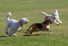 Seu cachorro vai ficar super cansado depois de brincar no parcão