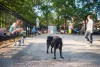 O parcão precisa ser um lugar seguro para o seu pet