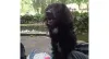 O Alfredo é um cachorro preto bem peludinho. Uma graça, né?
