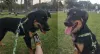 O Baldur é um cachorro preto peludinho e bem sapeca. Brincar bastante é com ele mesmo!