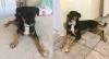 O Bartô é um cachorro alegre, companheiro, brincalhão e que ama passear. Quem resiste?