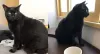 A gatinha preta da foto é a Zoey: uma fofura!