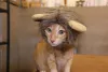 Juba de leão para gato: um simples acessório que faz toda a diferença no visual do seu amigo
