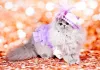 Dica para gatos fantasiados: um chapéu mais pomposo pode fazer uma baita diferença!
