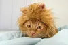 Quem resiste a essa juba de leão para gato? É muita fofura para um bichano só