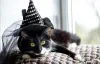 Gatos fantasiados de bruxos são uma imagem clássica, e é bem fácil de caracterizar o seu amigo assim