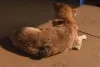 Câncer de pele em cachorro: a doença avança rapidamente e pode comprometer boa parte do tecido ao redor do tumor