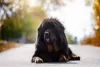 O pelo do cachorro Mastim Tibetano pode ser preto, castanho ou acinzentado