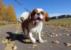 Passear com o cachorro é fundamental para socializar com outros animais, ambientes e pessoas