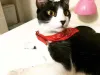 Eddie confirmou o que todos nós já sabiamos: a luva para pentear gatos é um sucesso!