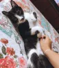 Luva para tirar pelo de gato: acessório foi uma boa saída para cuidar da pelagem de Lula, esse gatinho vira-lata