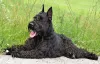 O Schnauzer preto é uma das variações de cores da raça