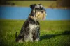 O Schnauzer miniatura é uma raça muito procurada no Brasil