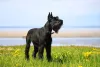 O Schnauzer gigante é inteligente e mais calmo que as versões menores