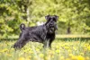 O pelo do Schnauzer pode ter tons de preto, cinza e branco