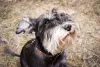 O cachorro Schnauzer é conhecido pelo pelo longo no focinho, que parece uma barba