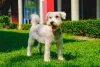 O Schnauzer precisa ser adestrado desde filhote para evitar episódios de desobediência